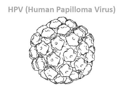 Virus Hpv là gì
